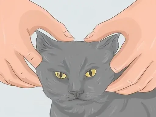 A pair of hands gently holds the head of a gray cat. The fingers are positioned carefully around the cat's ears and face, demonstrating a gentle touch. The background is a simple, solid color.